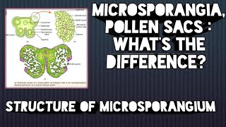 Structure of microsporangia know the difference between microsporangia and pollen sacs [upl. by Rehpotsirhc400]