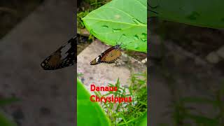 Danaus ChrysippusButterflybeautifulnaturelifeshortsviraltrendingknowledgeyoutubeshortsfun [upl. by Fritts]