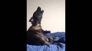 Dog howling like a Wolf [upl. by Philoo955]