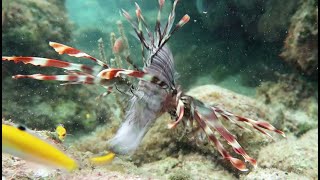 Lionfish Feeding [upl. by Lontson]