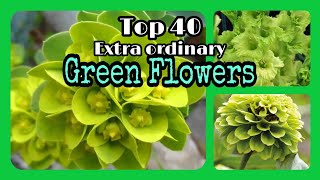 TOP 40 AMAZING GREEN FLOWERS [upl. by Noach]