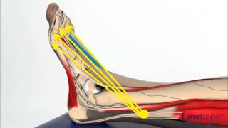 Levotape Kinesiology Tape  lymphatic drainage technique  ankle sprain [upl. by Kerat]