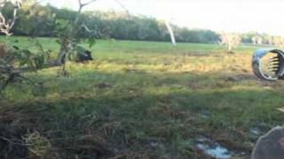 Bowhunting Hogs Australias Cape York Swamps [upl. by Edi]