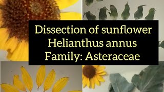 Dissection Of Helianthus annus Sunflower Family Asteraceae [upl. by Adirahs158]