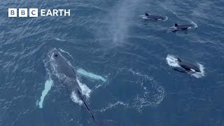 Humpback Whales and Orcas Feed Together  North Atlantic  4K UHD  BBC Earth [upl. by Yuji]