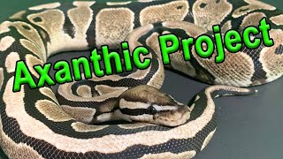 TSK Axanthic Project Ball Python Breeding project [upl. by Cati]