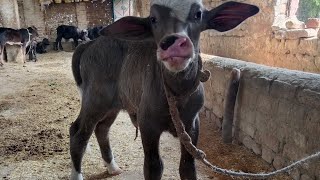 Red Gold Khan farm  Niliravi Buffalo Diary farming [upl. by Llehcal778]