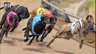 Irish greyhound racing  Track race [upl. by Lleunamme]