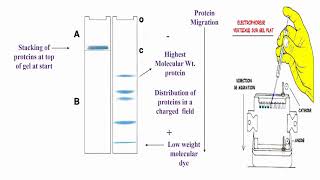 SDSPAGE Description [upl. by Nothgiel]