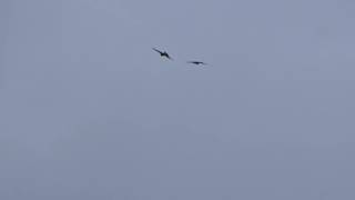 Air quotbattlequot of a kestrel and two sparrowhawks [upl. by Palumbo478]