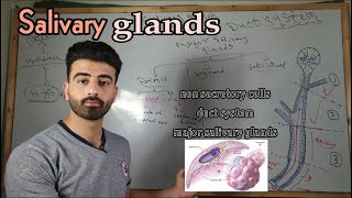 salivary glands 2  oral histology  عزت شومان [upl. by Ekaj565]