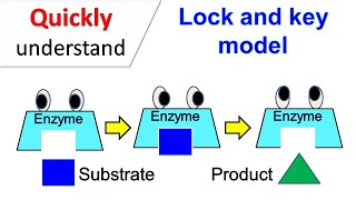 Lock and Key model [upl. by Pliske]