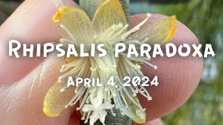 Rhipsalis paradoxa [upl. by Aihsekin]