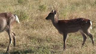 High Delta Wildlife Safari Park [upl. by Tartaglia271]