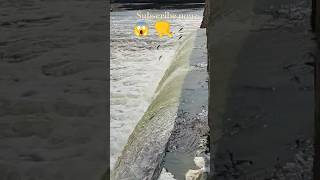 🌊🌿🎣🐠Climbing fish river shots video riverside [upl. by Aerehs592]