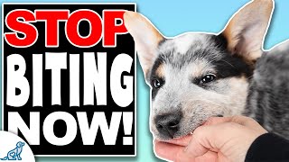 How To STOP Puppy Biting FAST [upl. by Nesyaj]