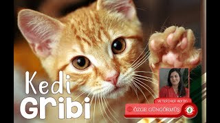 Kedi Gribi  Veteriner Hekim Özge Güngörmüş [upl. by Attaynek660]