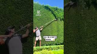 Satisfying tree hedge trimming 🌳😍 🎥 Instagram  beecraftlandscape [upl. by Nilreb403]