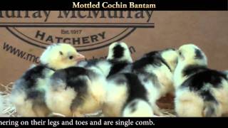 Mottled Cochin Bantam Chicks [upl. by Rheingold]