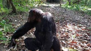 Chimpanzees mating in the wild  a quickie [upl. by Asilec]