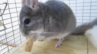 Chinchilla Smoking A Cigar [upl. by Cloe]