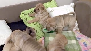 Shar Pei puppies are playing on their bed [upl. by Crean149]