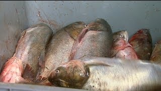 Asian Carp Processing Plant in Kentucky [upl. by Accissej]