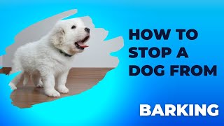 How To Stop a Dog From Barking pettalk doglover dogbehavior barking [upl. by Roxanne280]