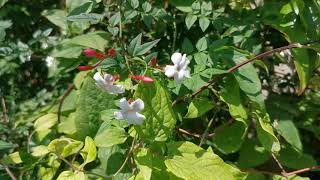 Best scented plants of my British garden the Jasmine Jasminum officinale Inverleith outdoor in UK [upl. by Kitarp]