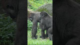 gorilla fun playing 🤣 gorillatag 金剛猩猩 台北市立動物園 shorts [upl. by Naej]