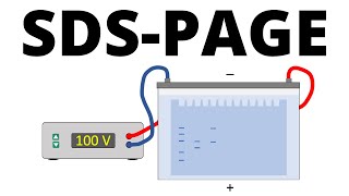 The principle of SDS PAGEa full and clear explanation of the technique and how does it work [upl. by Debbee]