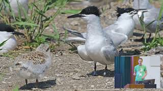 Seabird Group 2024 Conference  University of Coimbra 3 Sept 2024  Session 2 [upl. by Ydnes]