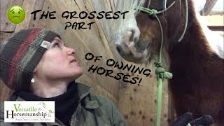 The Grossest Part Of Owning Horses Sheath Cleaning  Versatile Horsemanship [upl. by Tracay]