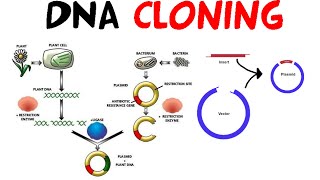 DNA cloning [upl. by Sofie]