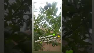 Lime tree 🌳 homegarden freshharvest limetree fruit vegetables citrus homegrown fypyoutube [upl. by Orton]