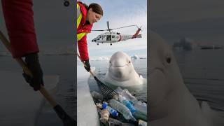 Young volunteers rescue a birthing mother whale and heal the ocean seaanimals [upl. by Asilram]