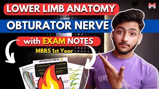 Lower Limb Anatomy Obturator Nerve  MBBS 1st Year  Full Explanation With Exam Notes  MBBS World [upl. by Ahsirtap]