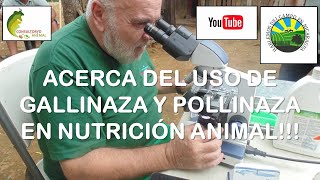 ACERCA DEL USO DE GALLINAZA Y POLLINAZA EN ALIMENTACIÓN ANIMAL [upl. by Ehrsam122]