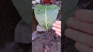 LUAR BIASA  DAUN APA INI YA IKAN CHANNA JUMBO   IKAN CHANNA shorts channa limbata viral [upl. by Lauri765]