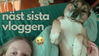 näst sista vloggen  vloggmånad dag 29 [upl. by Inajar628]