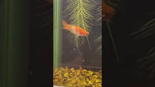 Colorful Swordtail Fish Enjoying Themselves [upl. by Maletta]