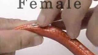 Probing a corn snake [upl. by Ivett]