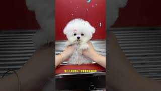 This Bichon Frize is a bit cute Small Bichon Frize Douyin Cute Pet Cute Pet Daily Record Flying [upl. by Jez]