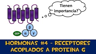 Hormonas 4 📨 Receptores acoplados a proteína G  Ejemplos [upl. by Pinette251]