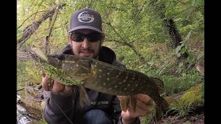 Topwater Pike [upl. by Hassi]