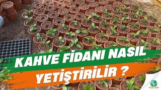 Kahve Fidanı Nasıl Yetiştirilir [upl. by Tower]