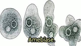 AMEBÍASE  o que é causas sintomas e tratamento  PARASITA ENTAMOEBA HISTOLYTICA [upl. by Fiester]