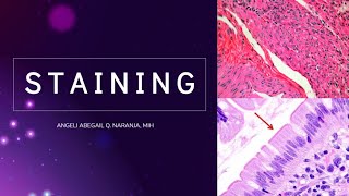 8 Staining Introduction Hematoxylin and Eosin HampE Histopathology Filipino [upl. by Heim]