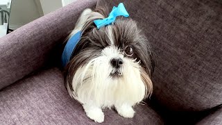 Howling Shih Tzu Gets Ready To Go Shopping [upl. by Nataniel931]