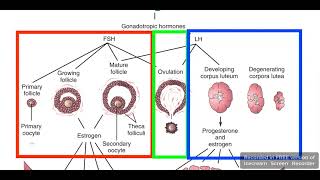 Ovarian cycle [upl. by Nivac495]